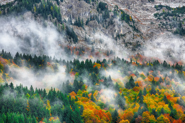 Beautiful mountain coniferous forests covering with a lot of fog.