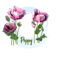 Spring flower – a poppy