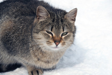 Wild homeless cat in the snow close by. Ownerless animals that need to live with people in care. 