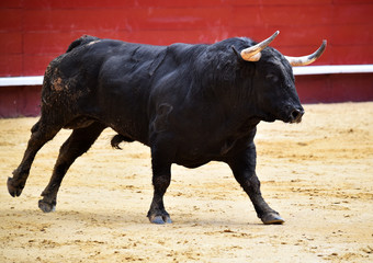 corrida de toros en españa
