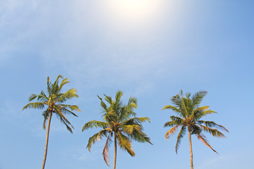 Three beautiful palm trees against the blue sky and bright sun. Tropical or exotic landscape or background