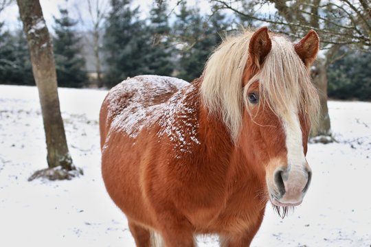 Winter close up image of strong beautiful red hafling horse with white mane covered by snow flakes observing something, pasture on a farm covered with snow