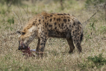 Obraz premium Hyena eating, Africa