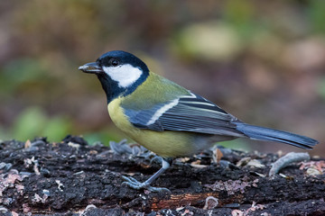  tit, wildlife, animal, great tit	