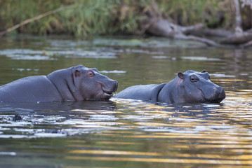 Hippopotamus , Kruger National Park , Africa