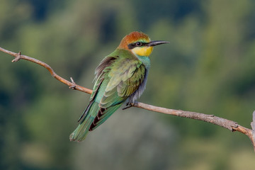 bird, bee-eater, animal, nature