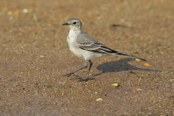 white wagtail, wagtail, bird, nature