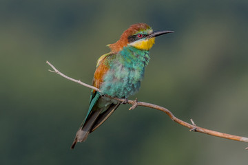 bird, bee-eater, animal, nature