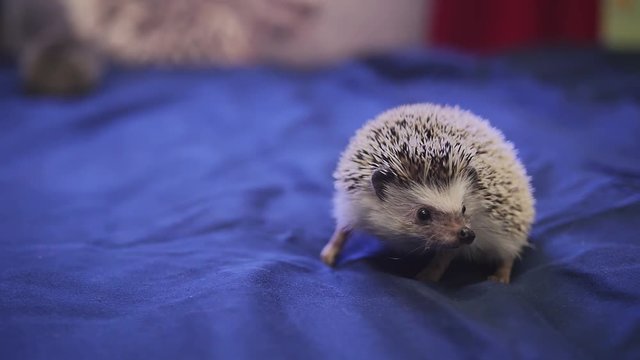 Lovely pet domesticated grey spiked hedgehog walking on blue blanket in house apartments, close up