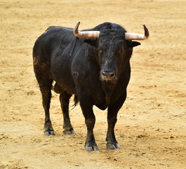 black bull in spain