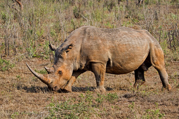 Fototapeta premium White rhino bull in Hluhluwe National Park
