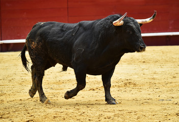 black bull in spain