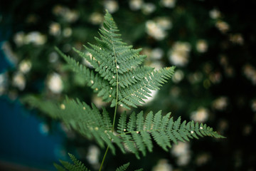 Fototapeta premium beautiful green fern leaf in focus. fern leaves in forest, close-up. space for text. wild nature . eco concept