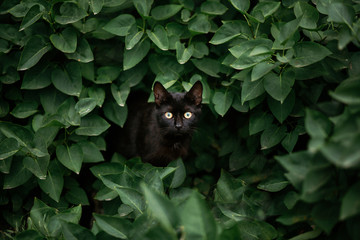 amazing black cat looking among green leaves. beautiful dark cat with green eyes standing in bush leaves and hiding, looking and hunting, peeking. space for text. amazing moment - Powered by Adobe