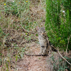 little cat looking behind a rosemary in the yard