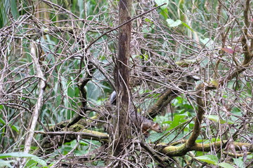 Squirrel sitting in a tree