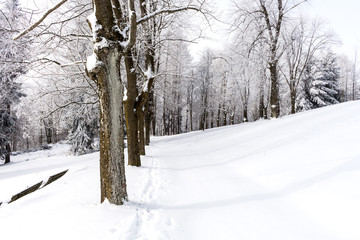 Winter road near frozen trees