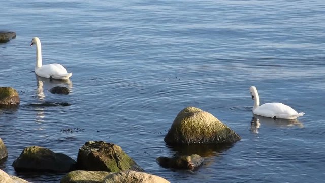 Swan swimming on the water
