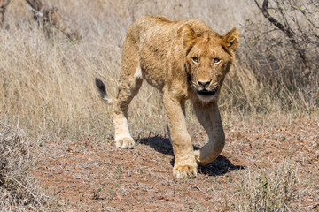 Young lion passing us in the Kruger National Park in South Africa