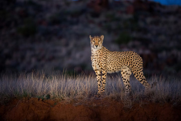 Cheetah in the spotlight during a night drive in Tiger Canyons game reserve in South Africa