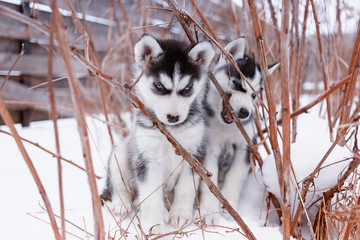 siberian husky puppie  © Volha