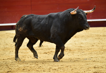 bull 