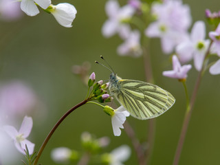 butterfly in springtime