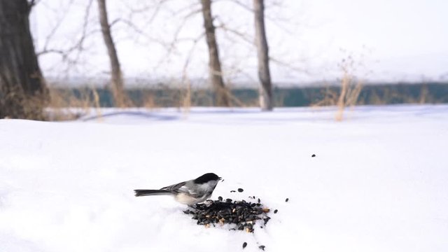 Black capped chickadee feeding 03