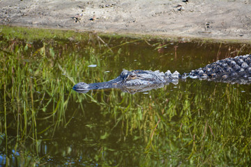 Gator head visible above the water surface