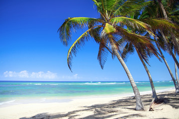 Naklejka na ściany i meble Tropical beach with coconut palm trees