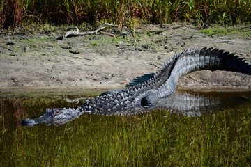 Florida alligator