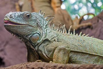 green iguana