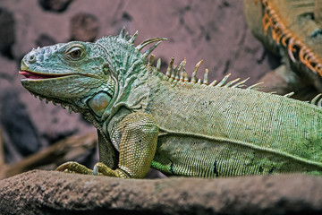 Green Iguana