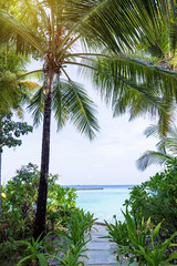 Sea view through palm tree leaves