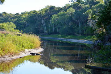 Fototapeta premium Myakka River with a Florida alligator resting on the river bank.