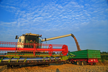 Fototapeta premium Combine harvester emptying its harvest
