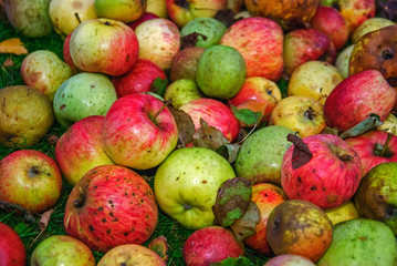 various apples