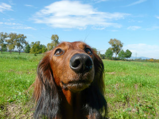 longhaired dachshund with big nose