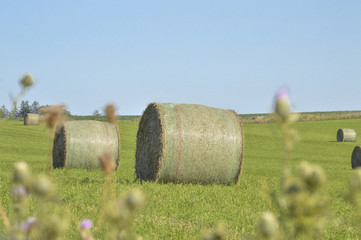 Green Field with Hay Bale