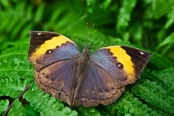tropical butterfly