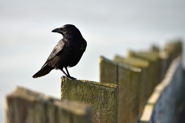 Sitting crow