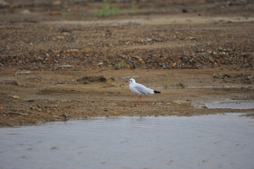 The sea bird