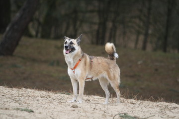 Mischling Hund steht gehorsam in der Sonne im Sand am Strand