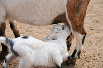 goat with kid