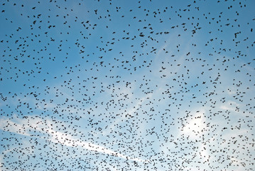 flock of birds