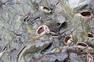 pile of catfish fish in pond