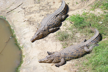 Freshwater crocodiles lying of the farm. Green Water, National Safary park Ramat Gan, Israel. Two crocodiles of the farm.