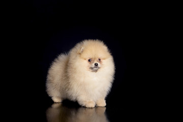 Spitz  puppy at black background