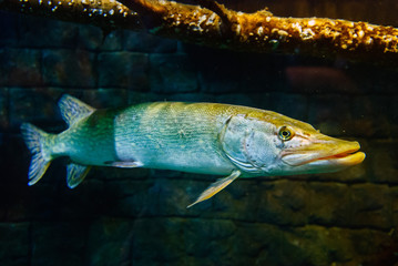 pike