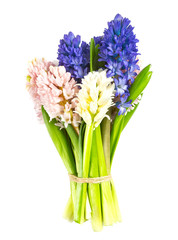 beautiful hyacinth flower isolated on white